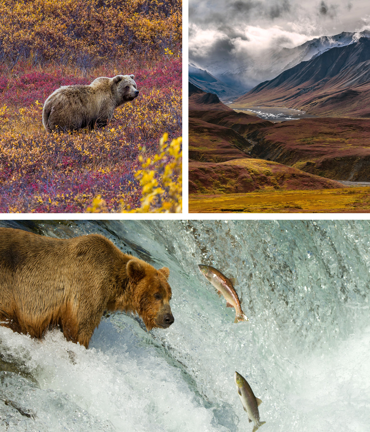 Alaska-Denali-national-park-&-brown-bear-feeding-on-blueberries-&-catching-salmon-