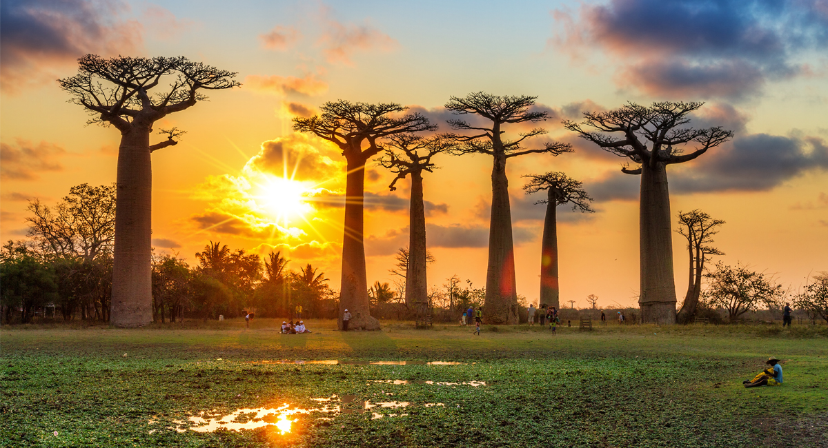 Madagascar-baobabs-sunset