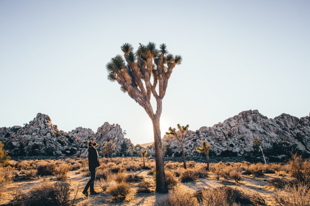 Palm tree in Joshua Tree National Park, Memorial Day Weekend